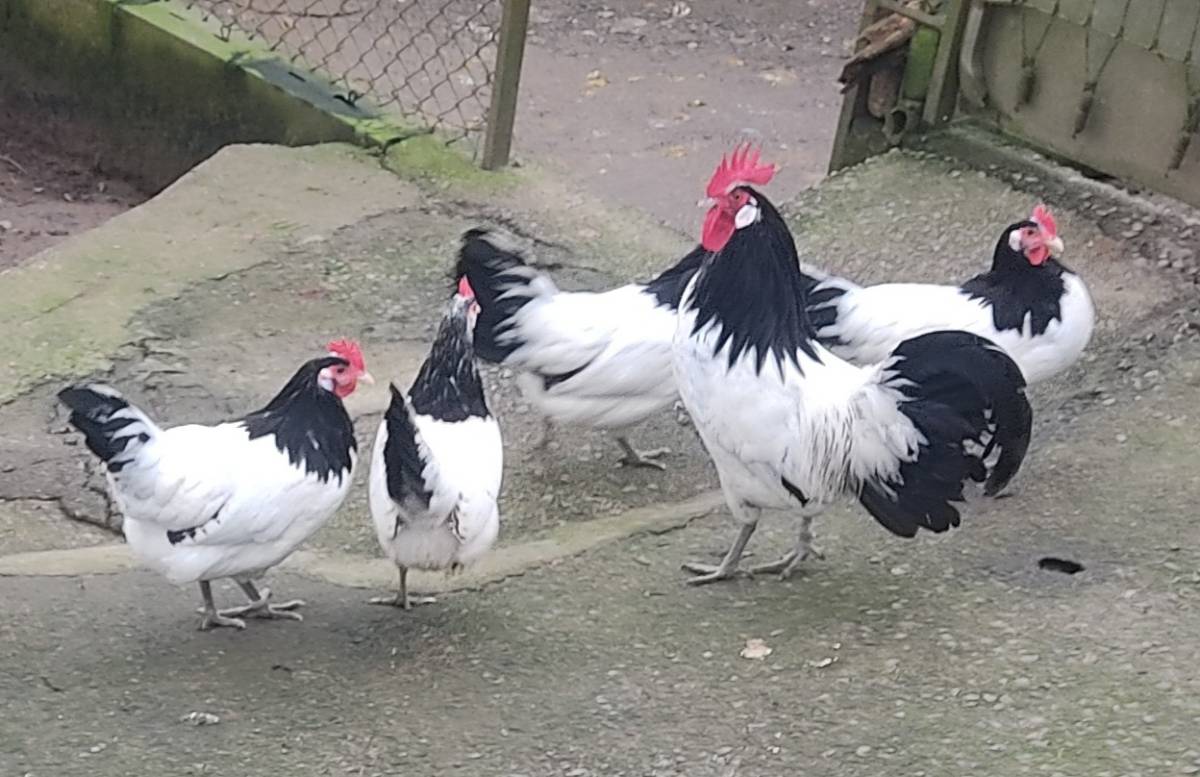 Huevos de gallinas lakenfelder y vorwerk 