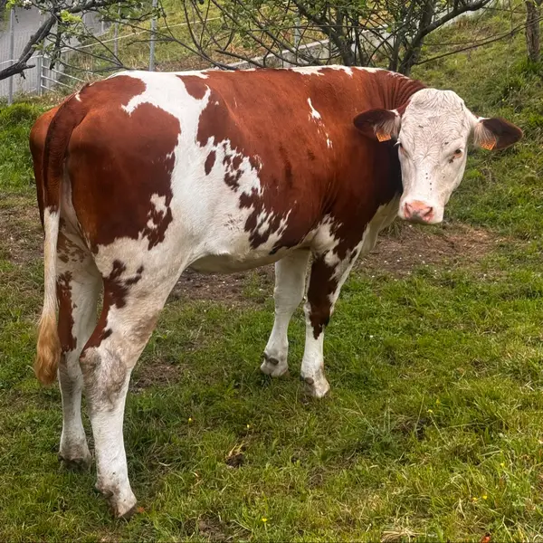 Se vende novilla  - imagen 1