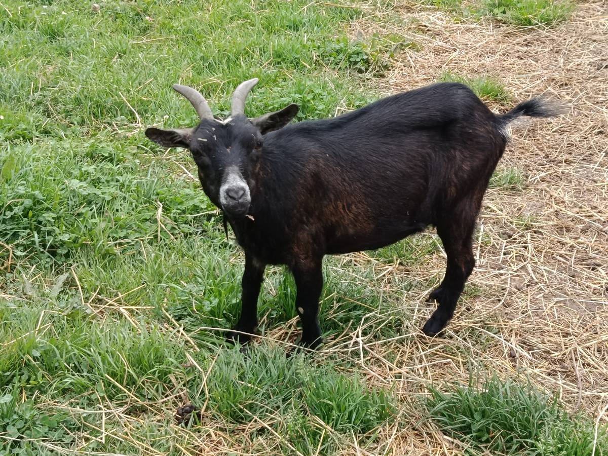 Se vende  - imagen 1