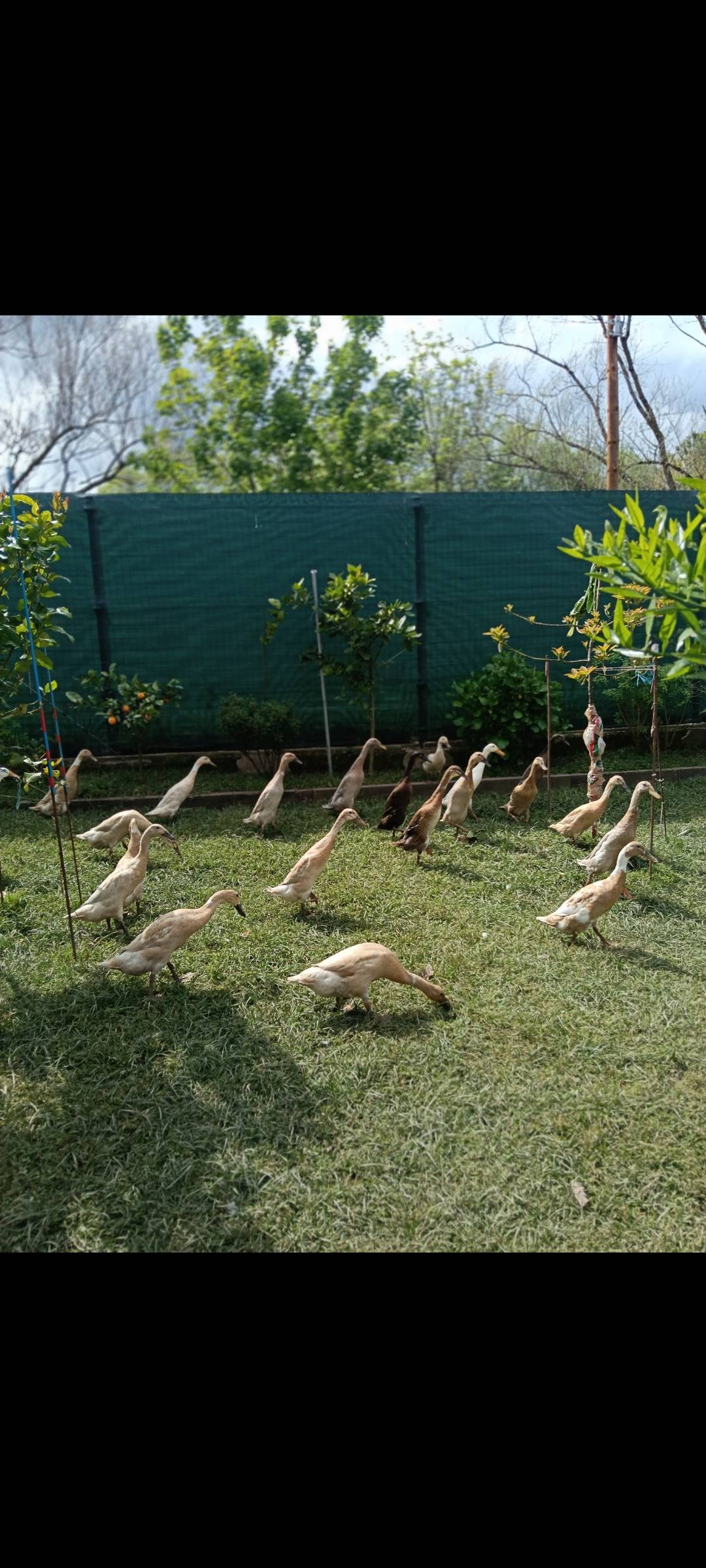 Huevos fertiles corredor indio - imagen 1