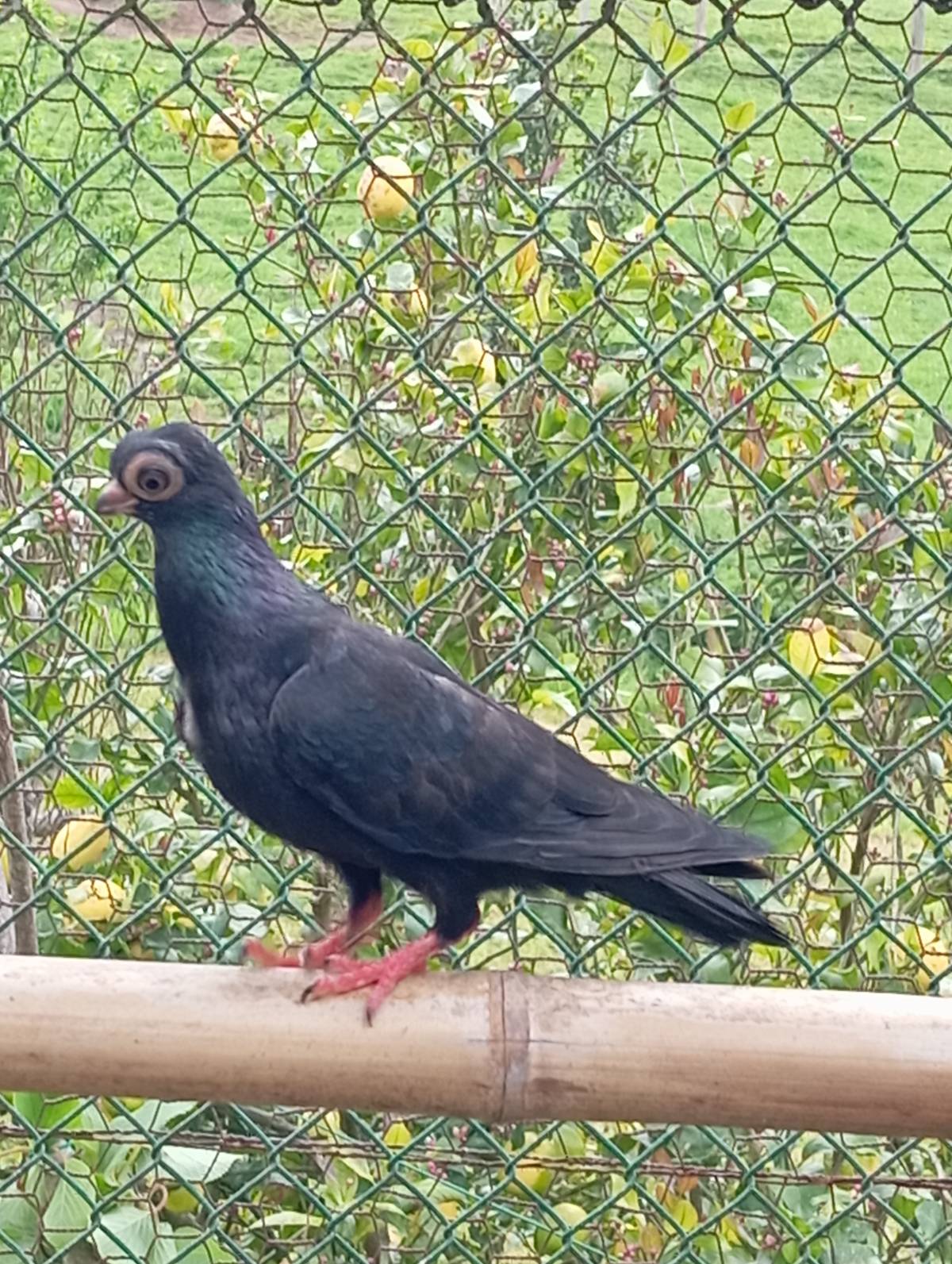 Paloma volteadora de Budapest - imagen 1