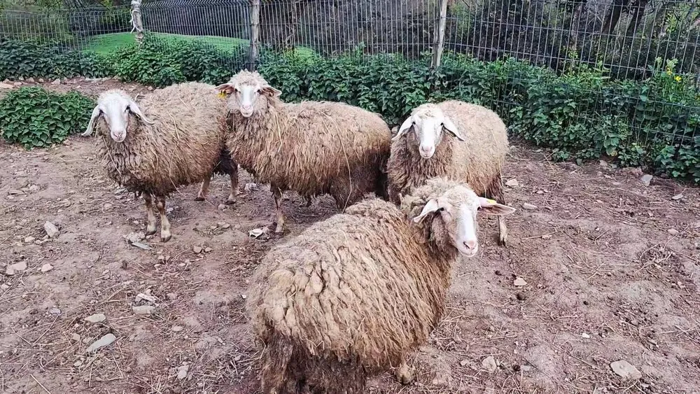 Corderas  - imagen 1