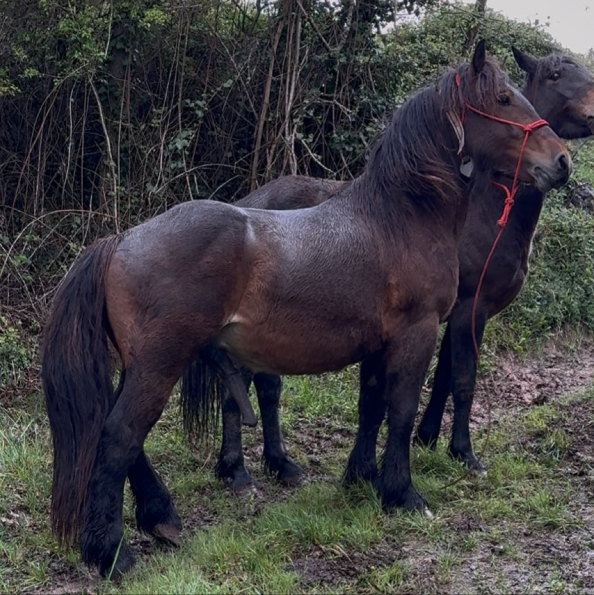 Potro burgete  - imagen 1