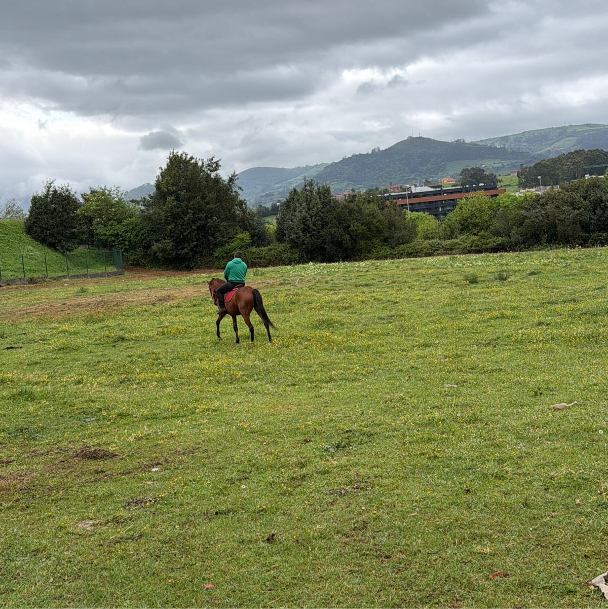 Se busca fincas para ganado 