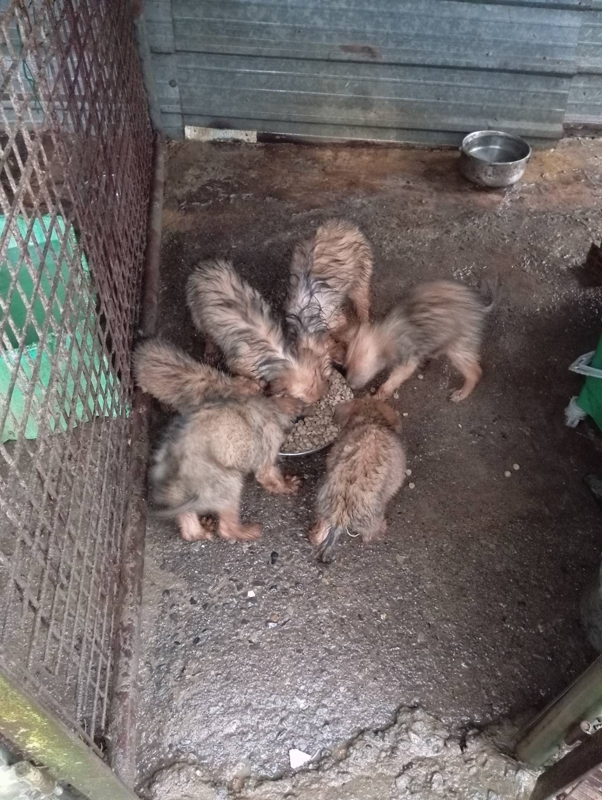 Cachorros pastor vasco  - imagen 1