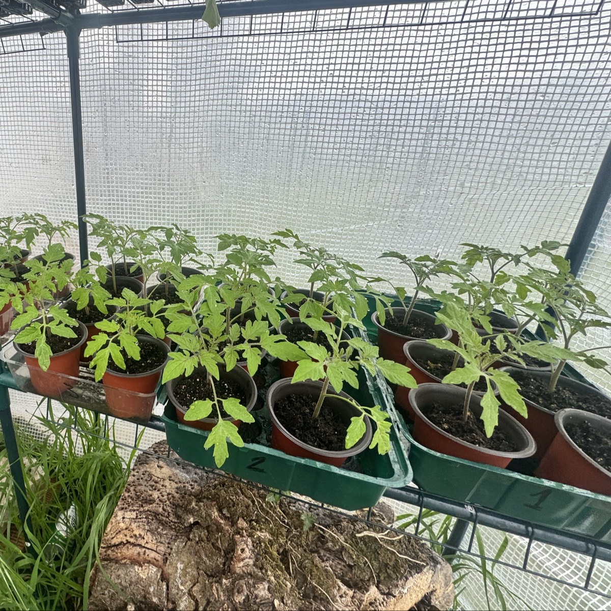 Plantones ecológicos