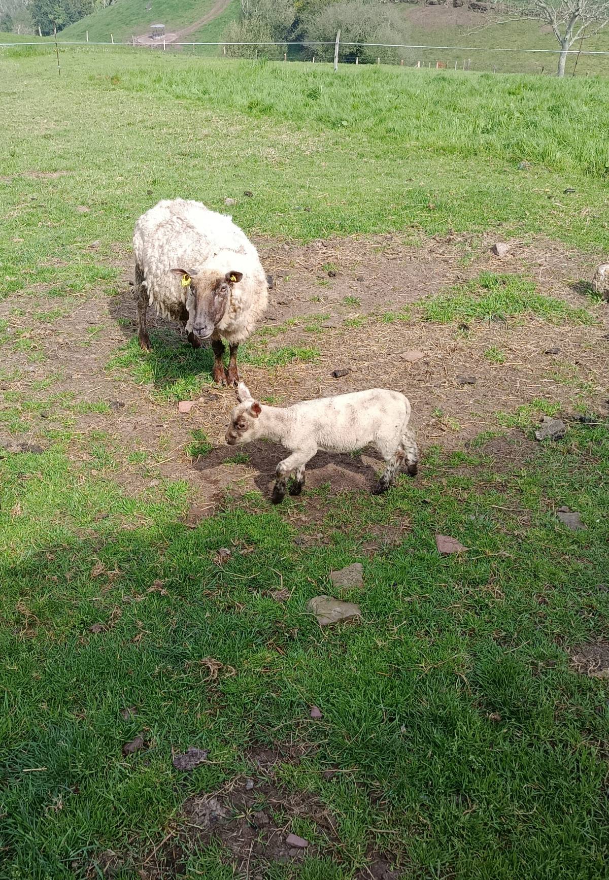 Ovejas paridas - imagen 1