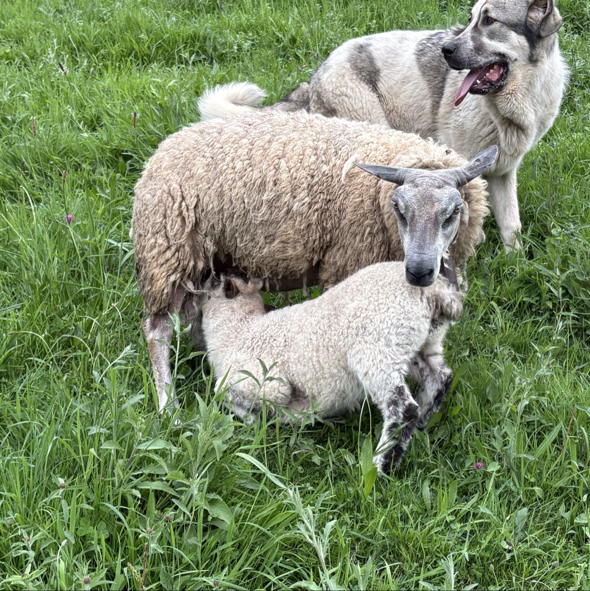 Cordera parida con hembra