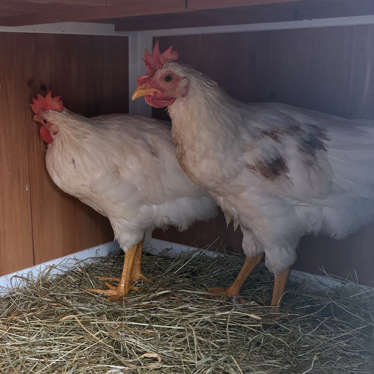 Intercambio de Gallo