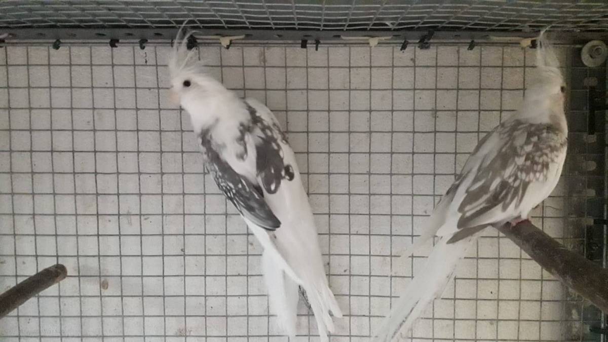 Macho de ninfa  - imagen 1