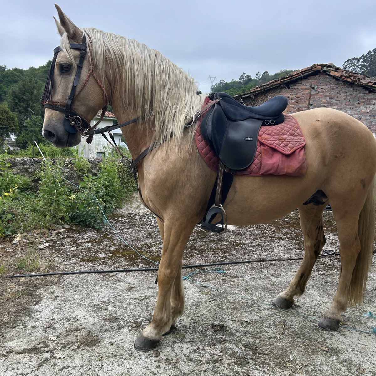 Se vende caballo entero muy noble , montau con más caballos y yeguas sin problema 