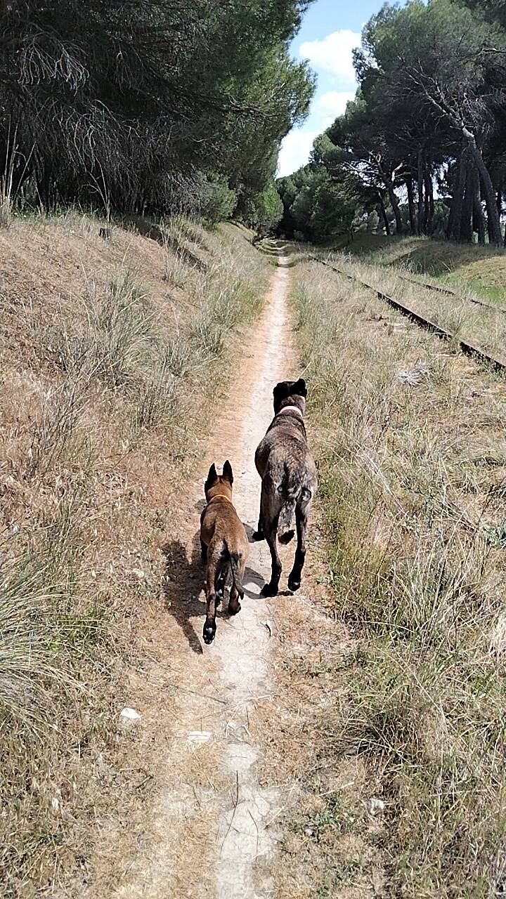 Cachorra de malinois disponible 
