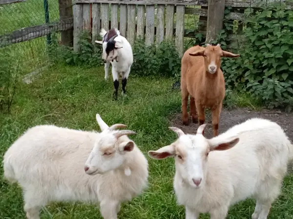 Cabritos y cabritas 