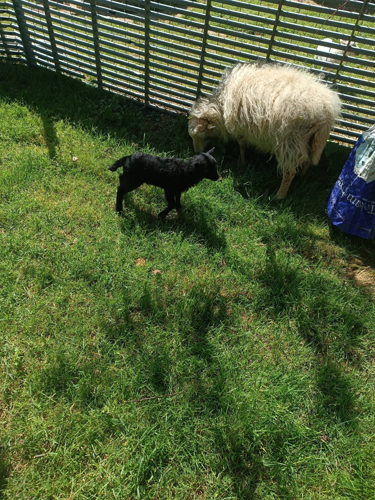 Cordero y cordera enanos 
