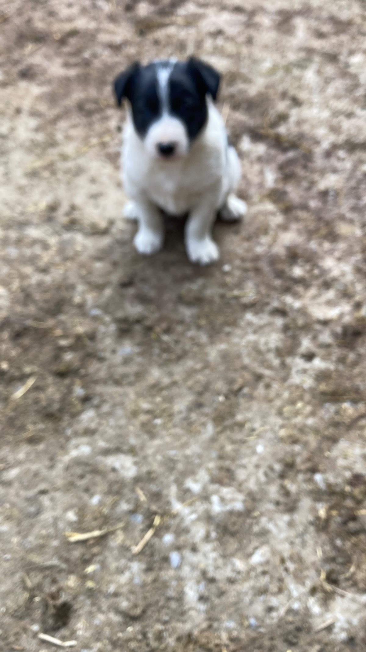 Cachorro border collie
