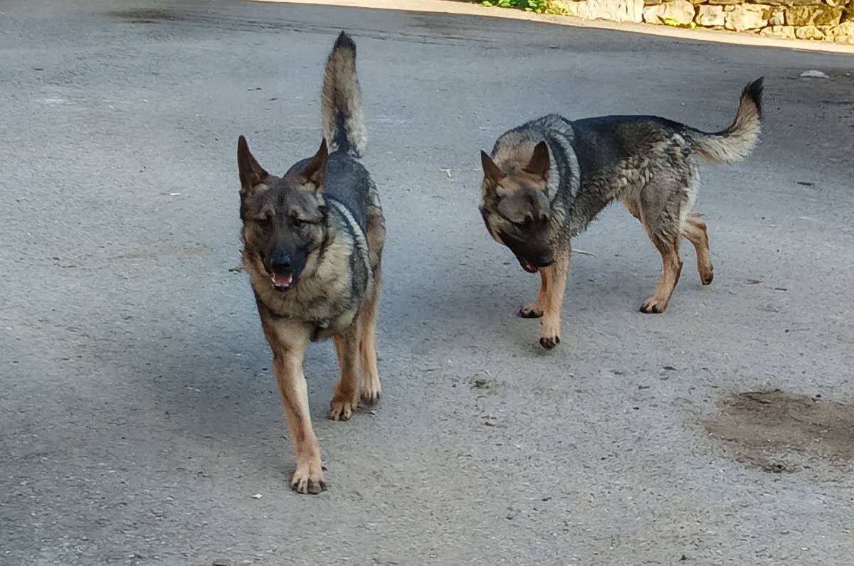 Perro lobero - imagen 1