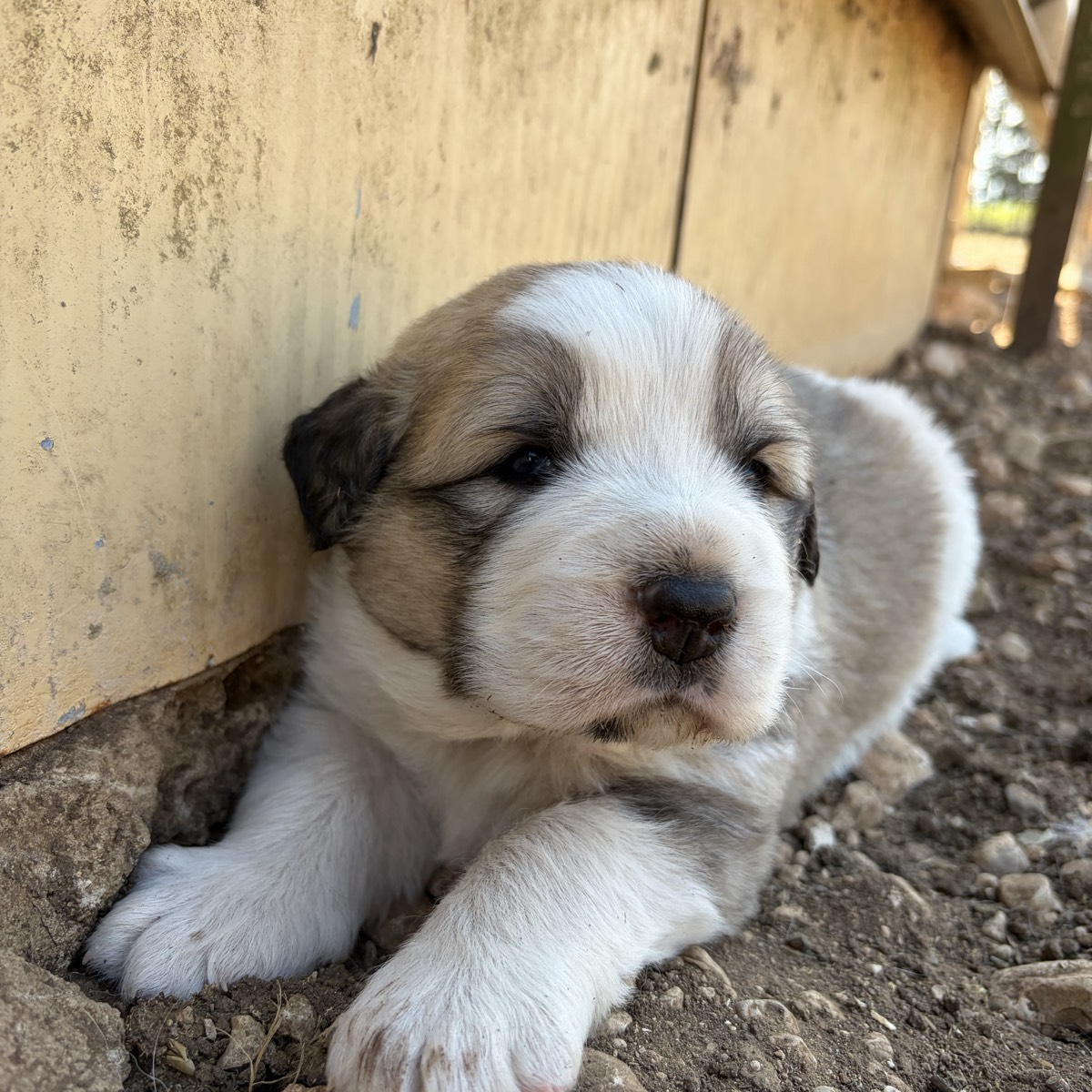 Mastin de los pirineos
