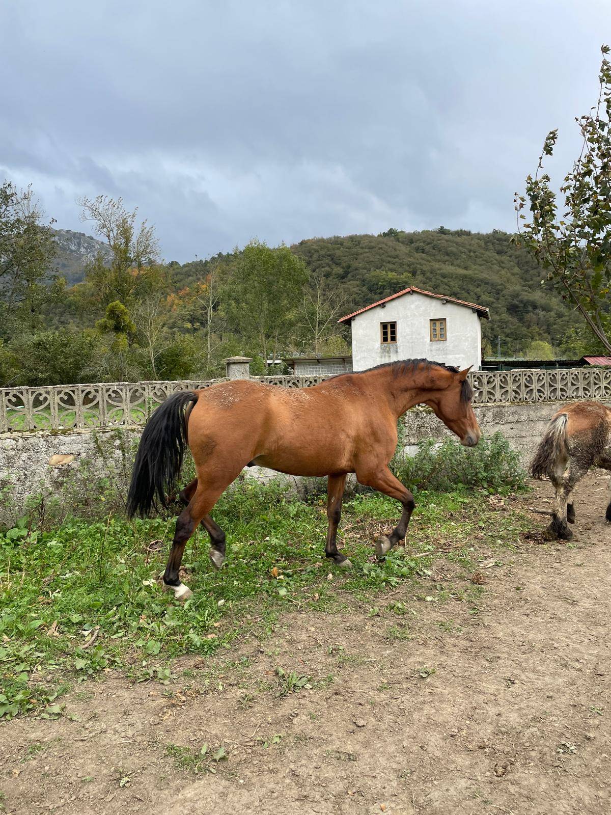 Se vende caballo hispano arabe