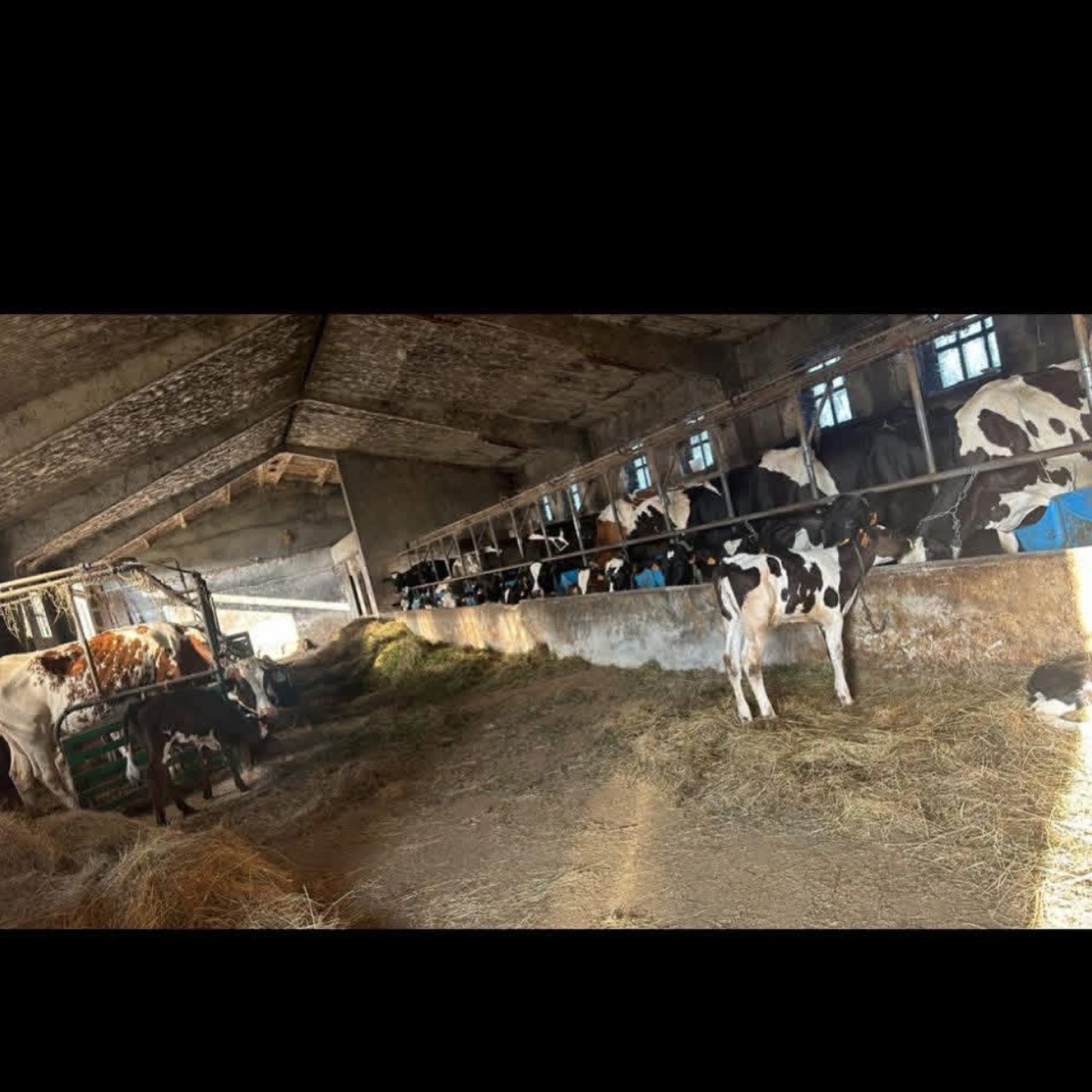 Se vende lote de vacas pintas