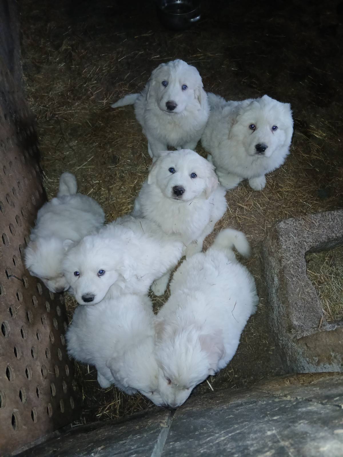 Cachorros Montaña del Pirineo 