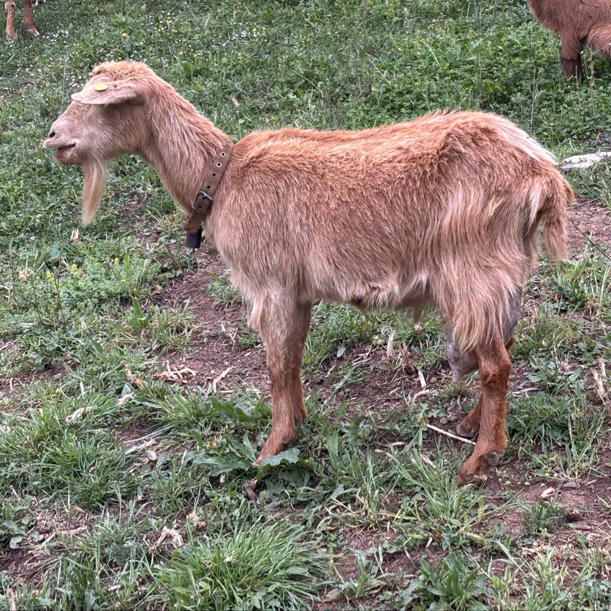 Se vende cabra mocha , cabra muy buena y viene a la mano