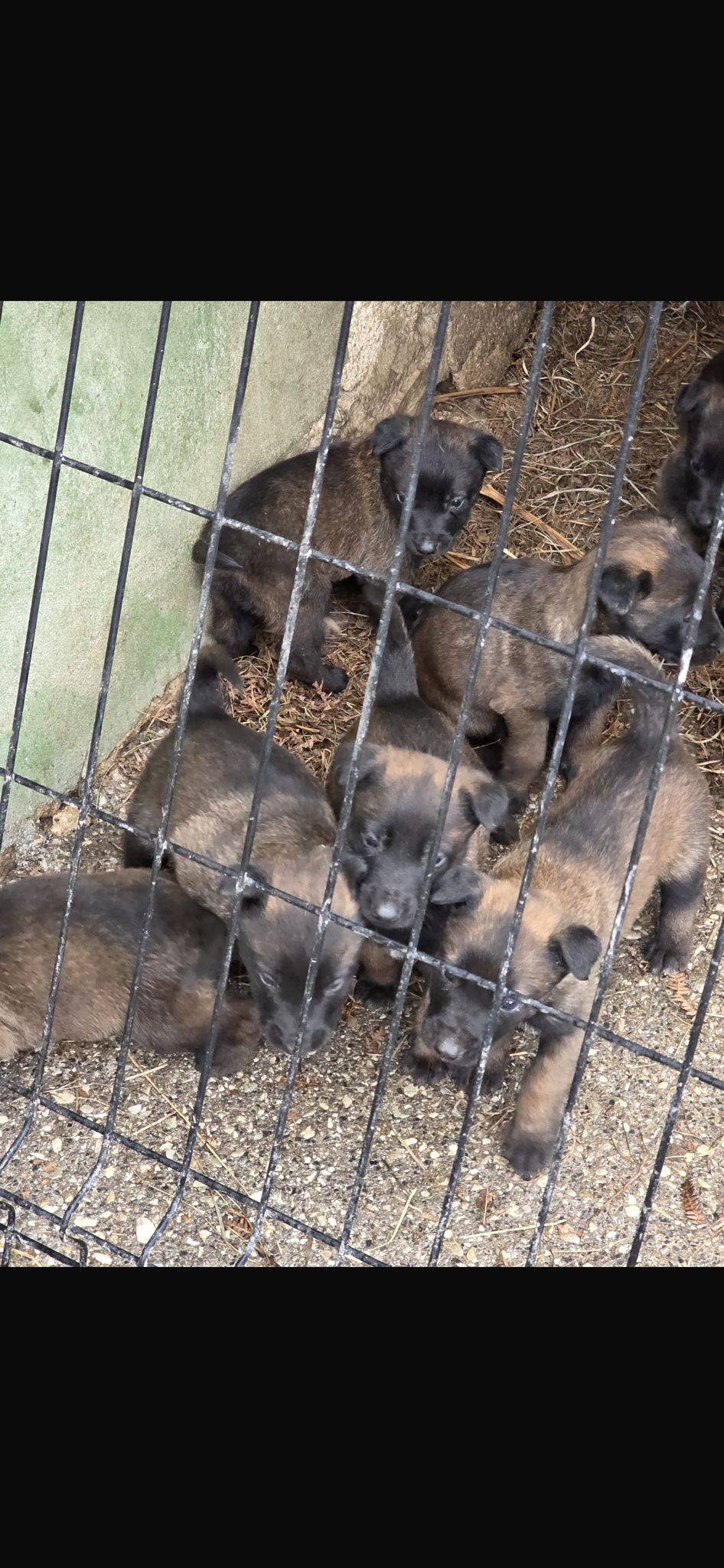 Pura raza pastor belga malinois - imagen 1