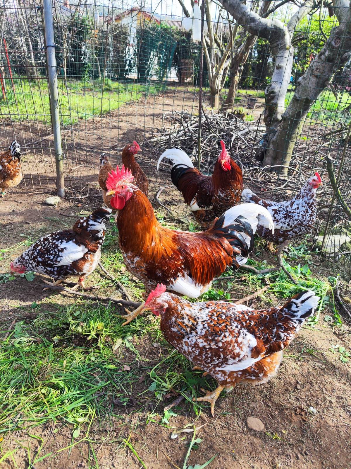 Huevos de gallinas de raza  - imagen 1