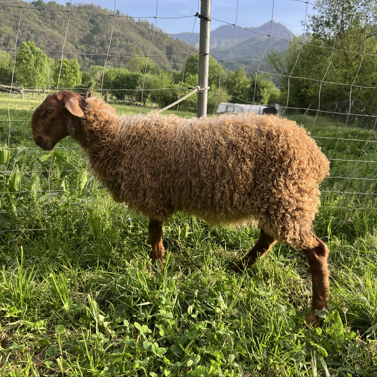 Se vende cordera carranzana 