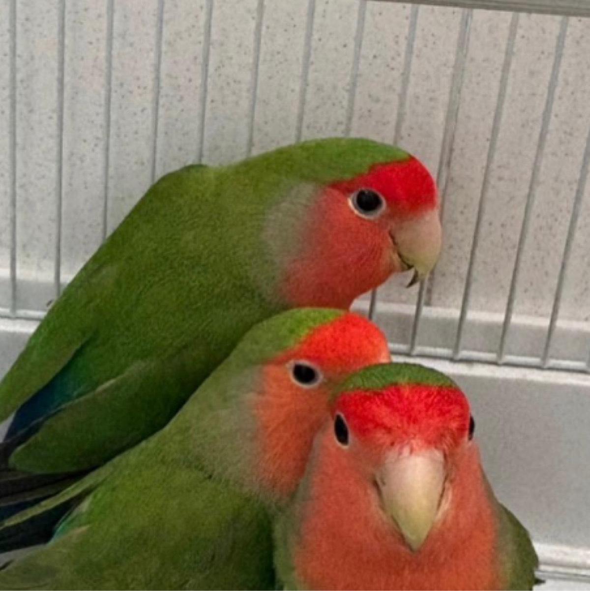 Agapornis Roseicolli