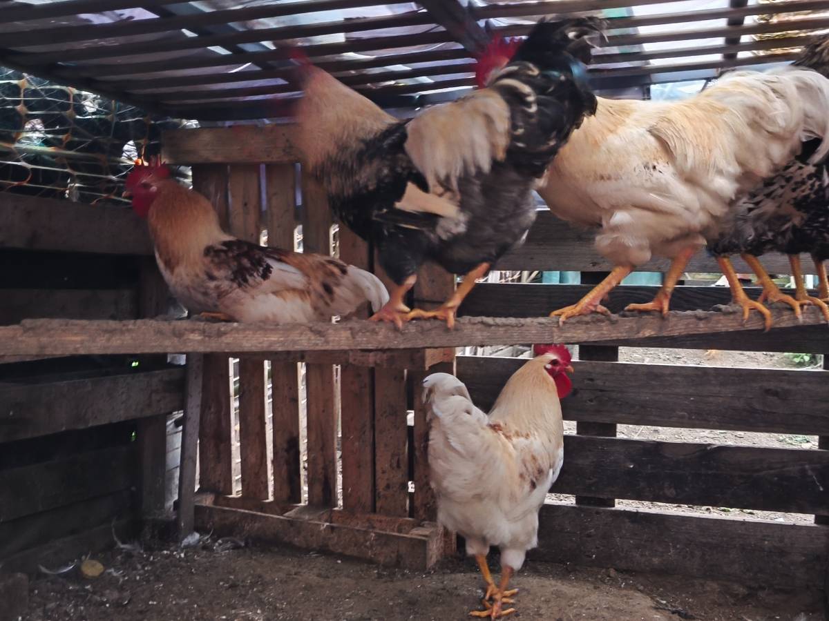 8 Gallos económicos - imagen 1