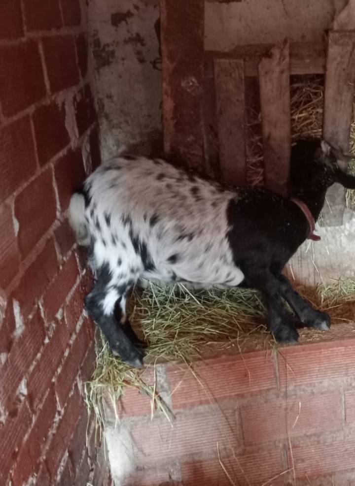 Se venden  - imagen 1