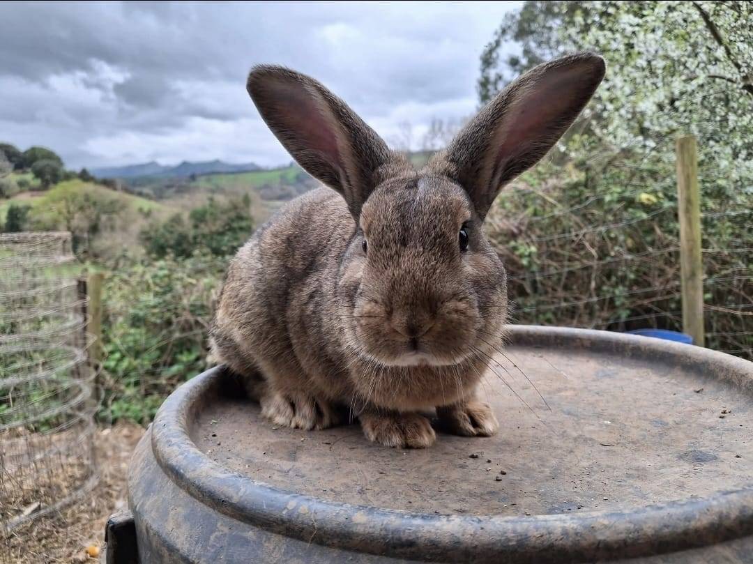 Conejos de raza Baserriko Untxia - imagen 1