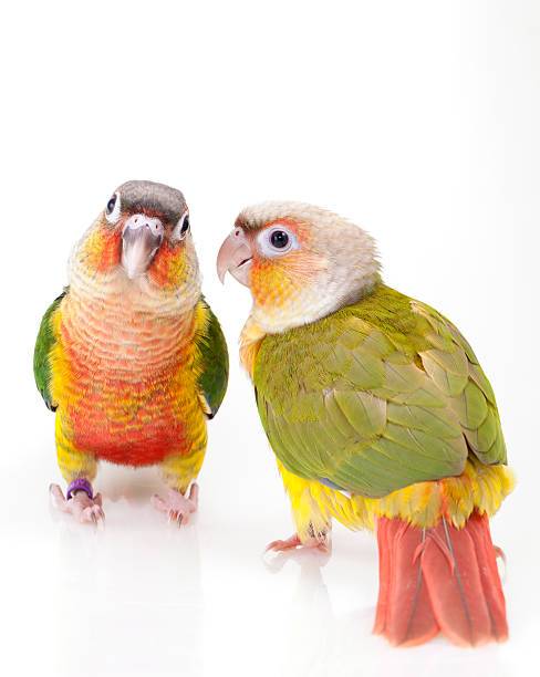 LOTE DE 6  PYRRHURAS