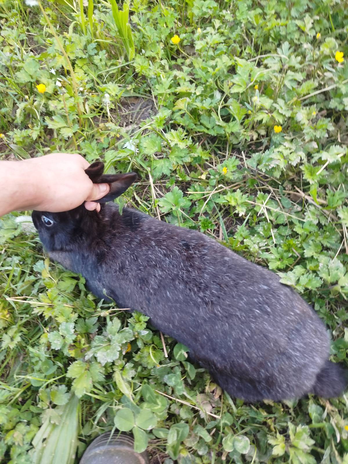 Coneja 7 meses - imagen 1