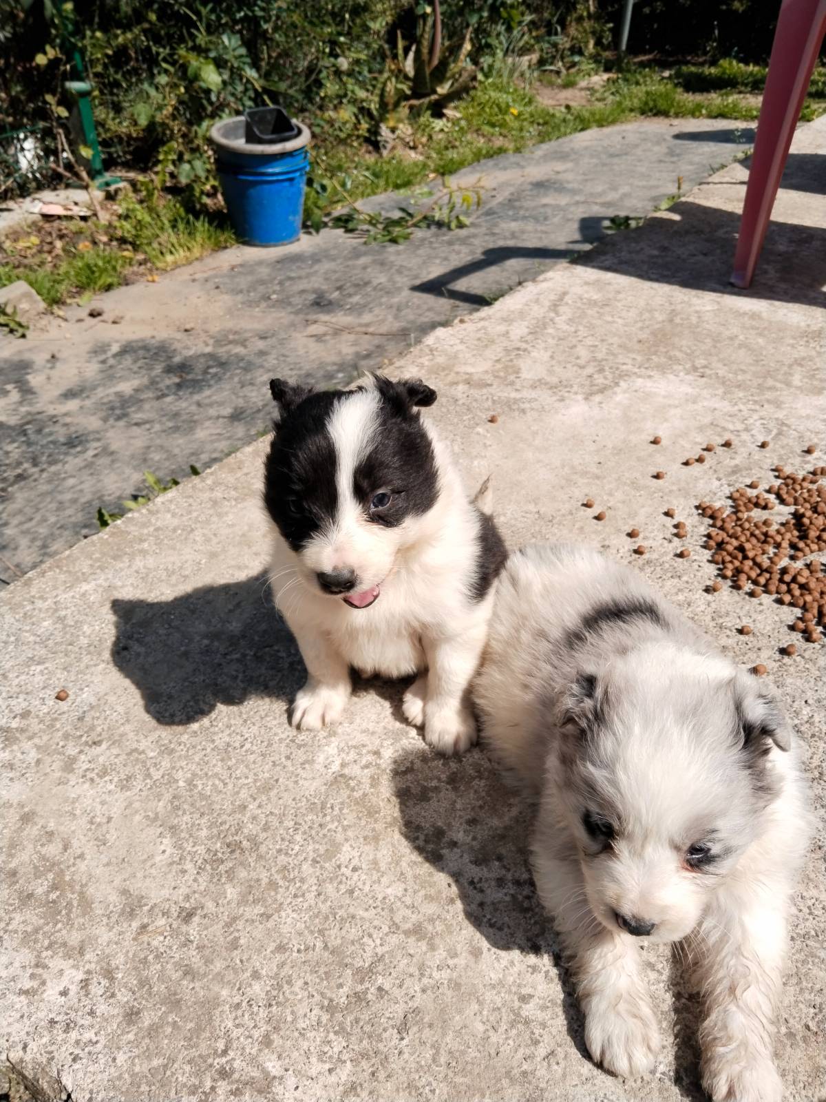 Border collie  - imagen 1