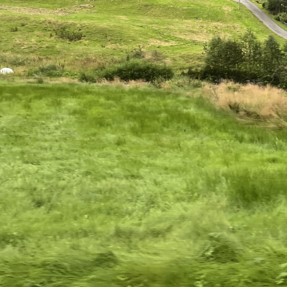 BUSCO PRADO O TERRENO PARA PASTOREO – ANDOAIN Y ALREDEDORES