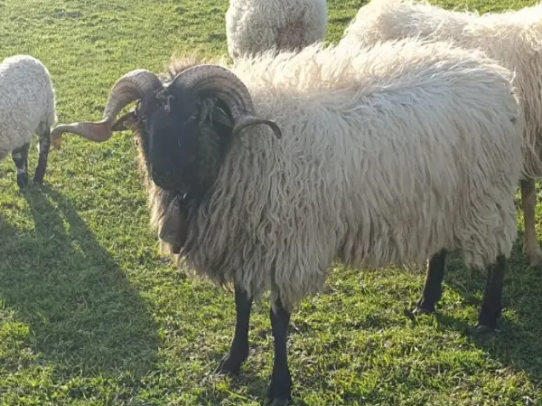 Carnero Latxo - imagen 1