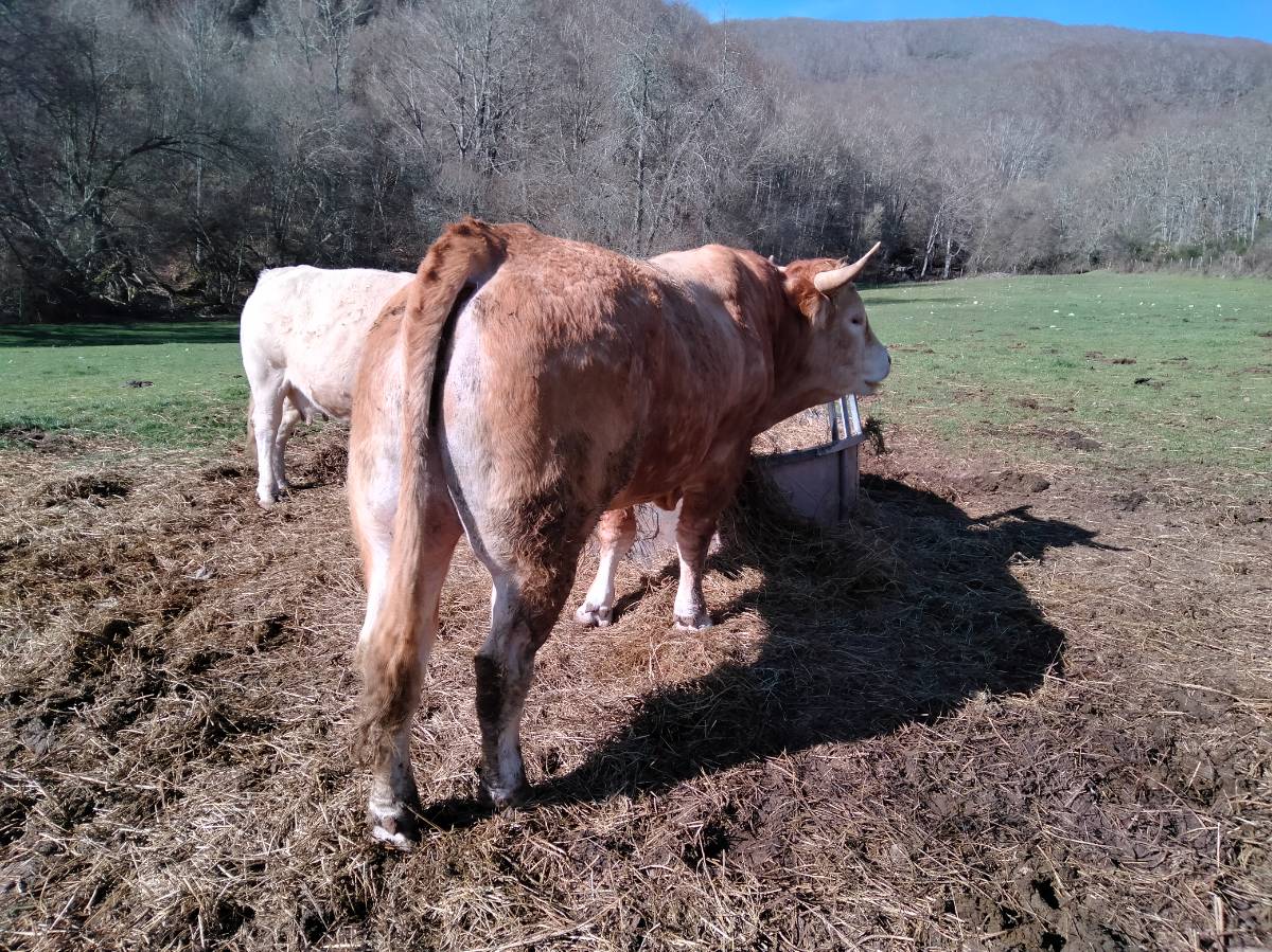 Se vende toro pirenaico. - imagen 1