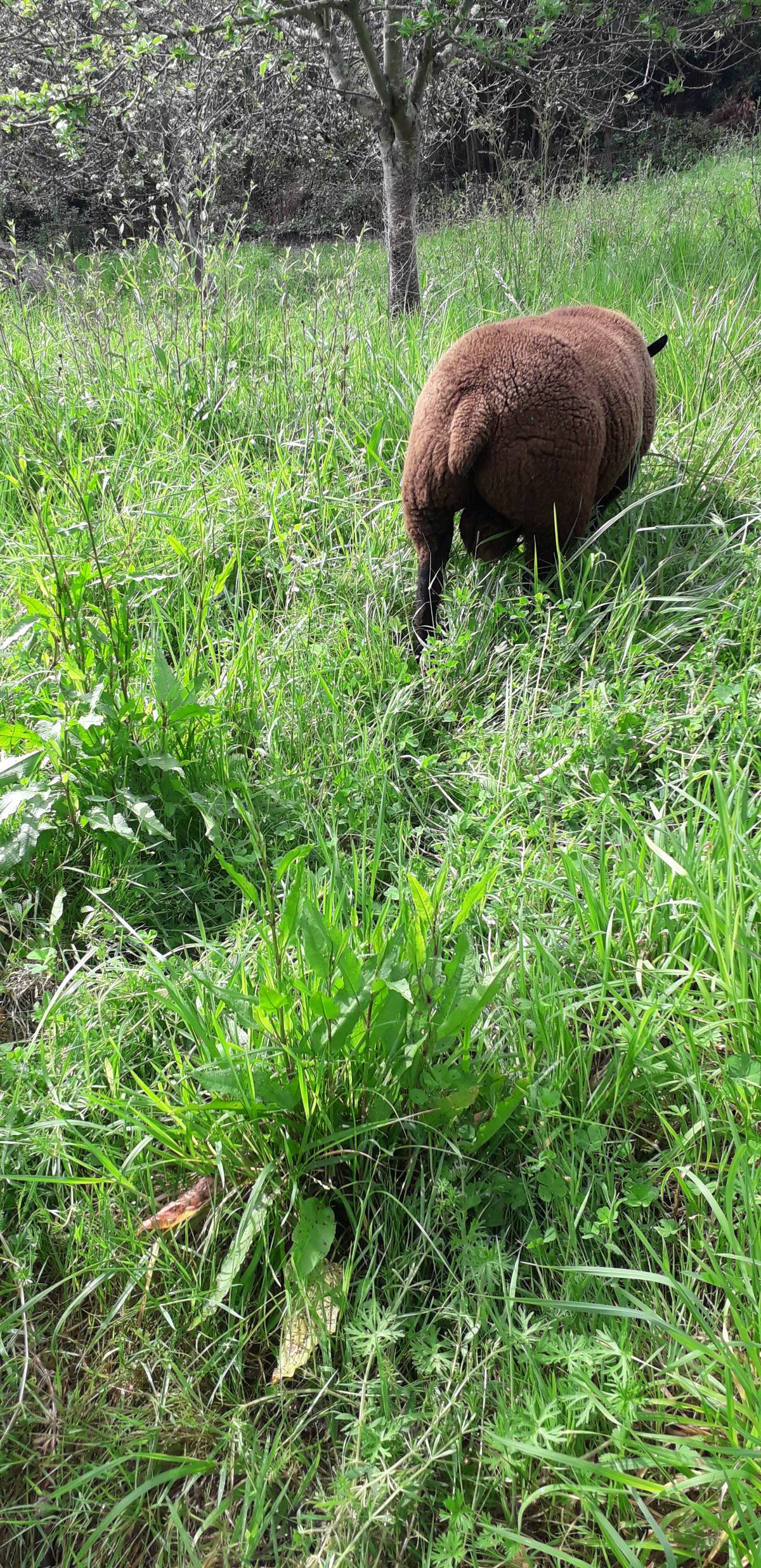 Corderos blue texel - imagen 1