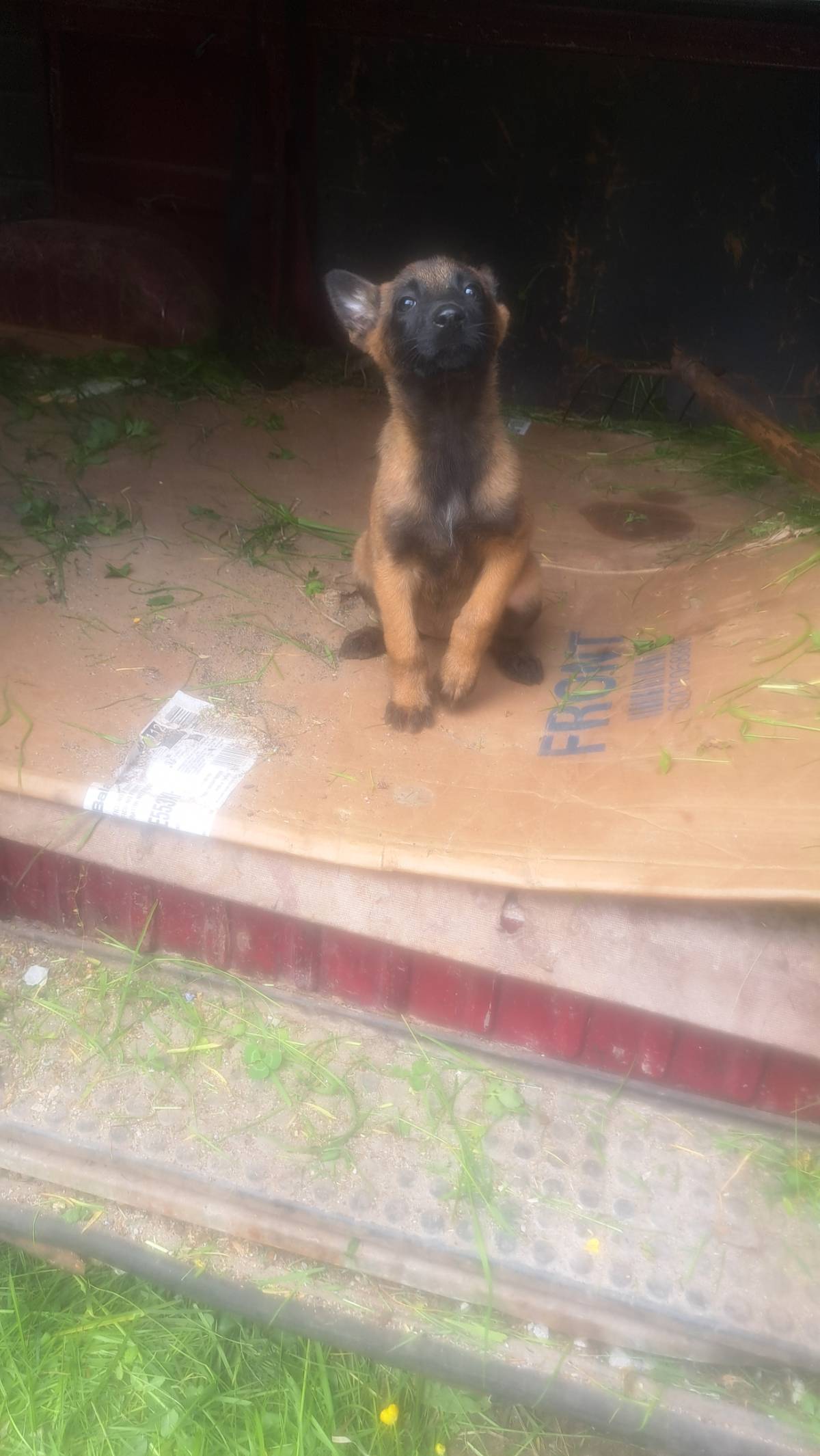 Sevende cachorra se malinois  - imagen 1