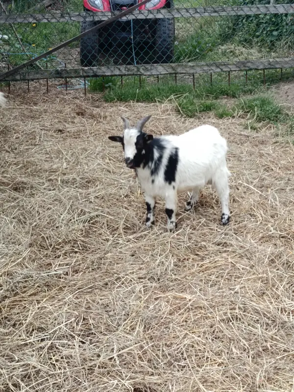 Se vende  - imagen 1