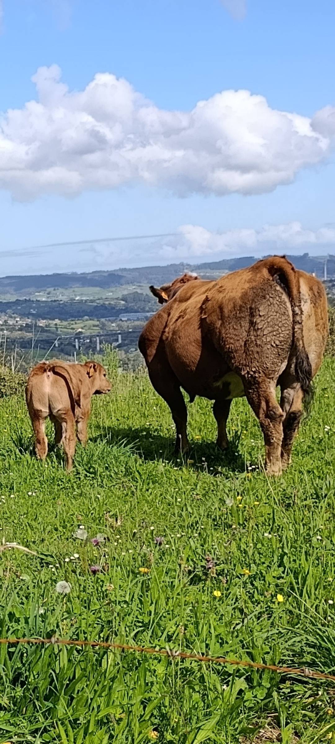 Vaca parida co un macho
