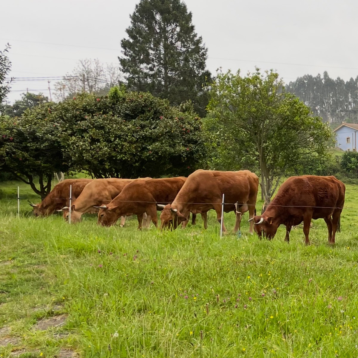 Vacas paridas y preñadas 