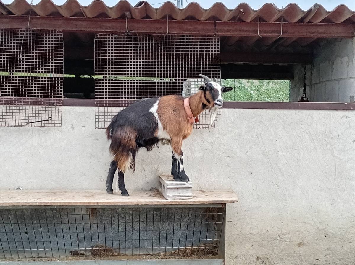 Cabras semienanas - imagen 1