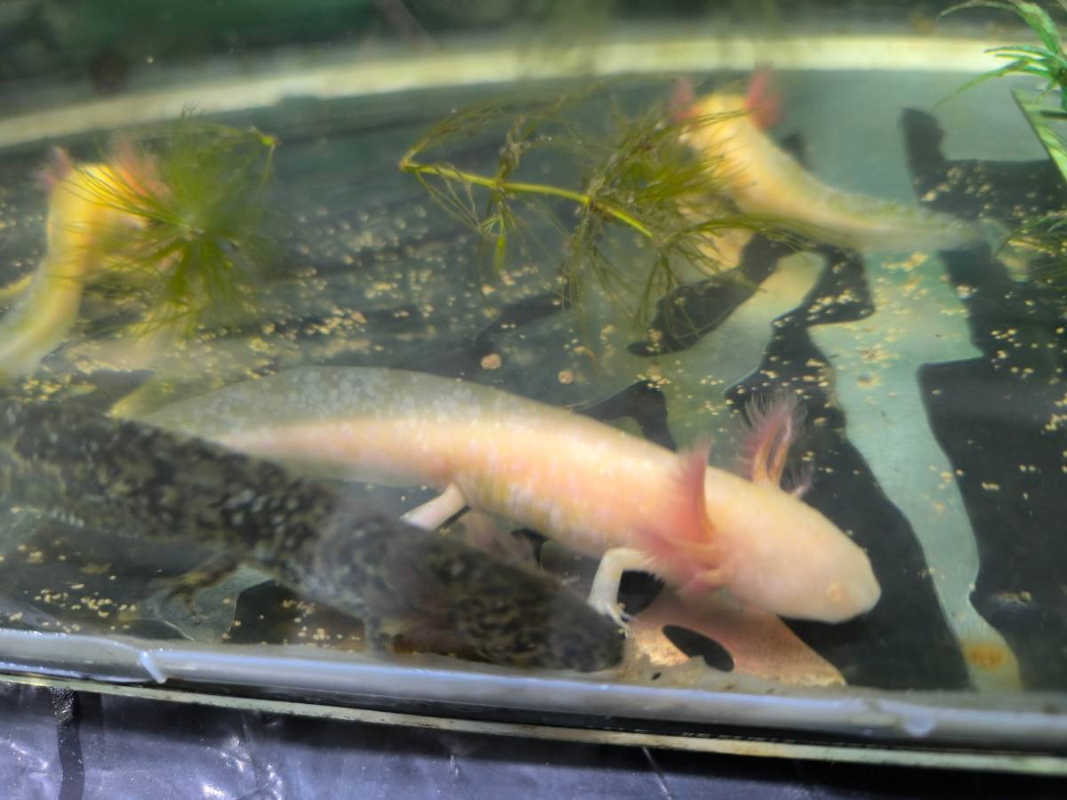 AJOLOTES (Ambystoma andersoni) - imagen 1