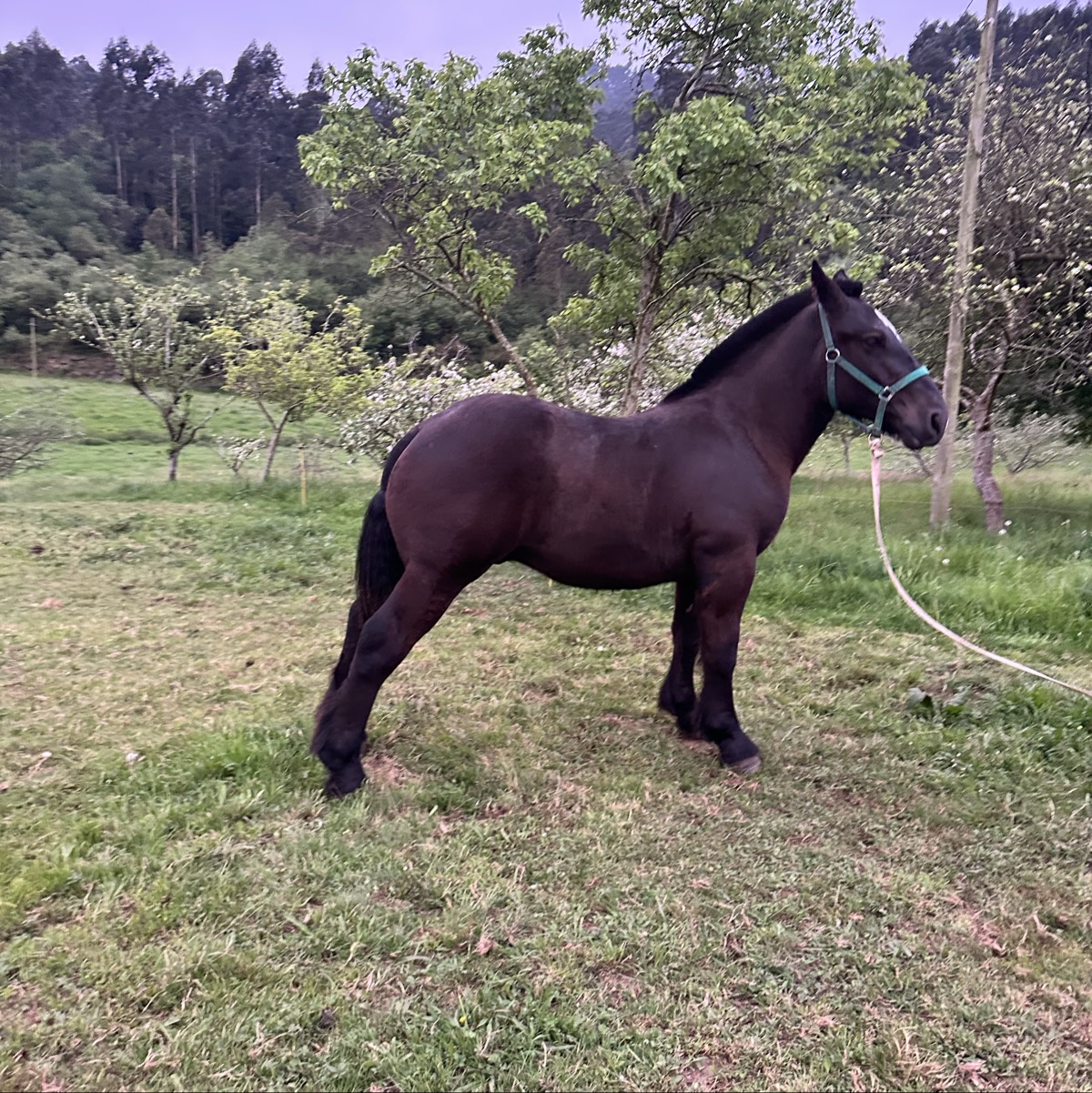 Potro hispano bretón 