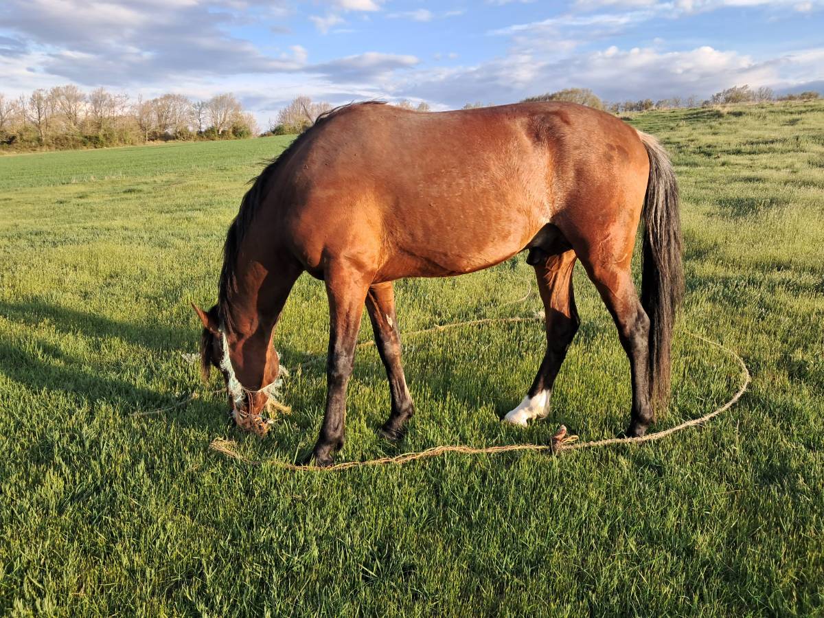 Potro castaño 3 años - Muy manso (Doma de cuadra) - Talla pequeña - Burgos