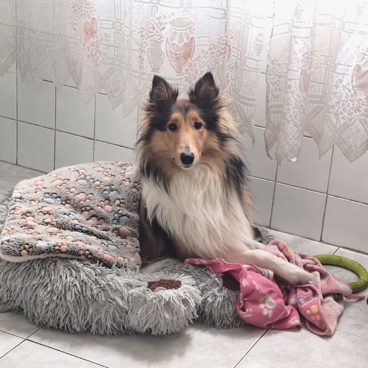 Rough collie “Lassi”