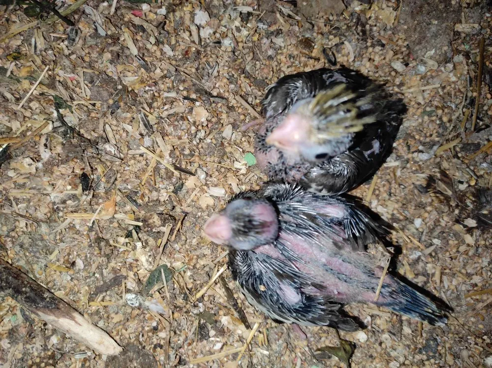 Ninfas para empapillar - imagen 1