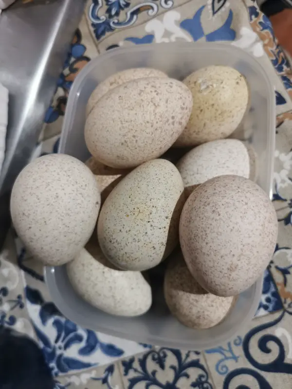Huevos fértiles de pavas 